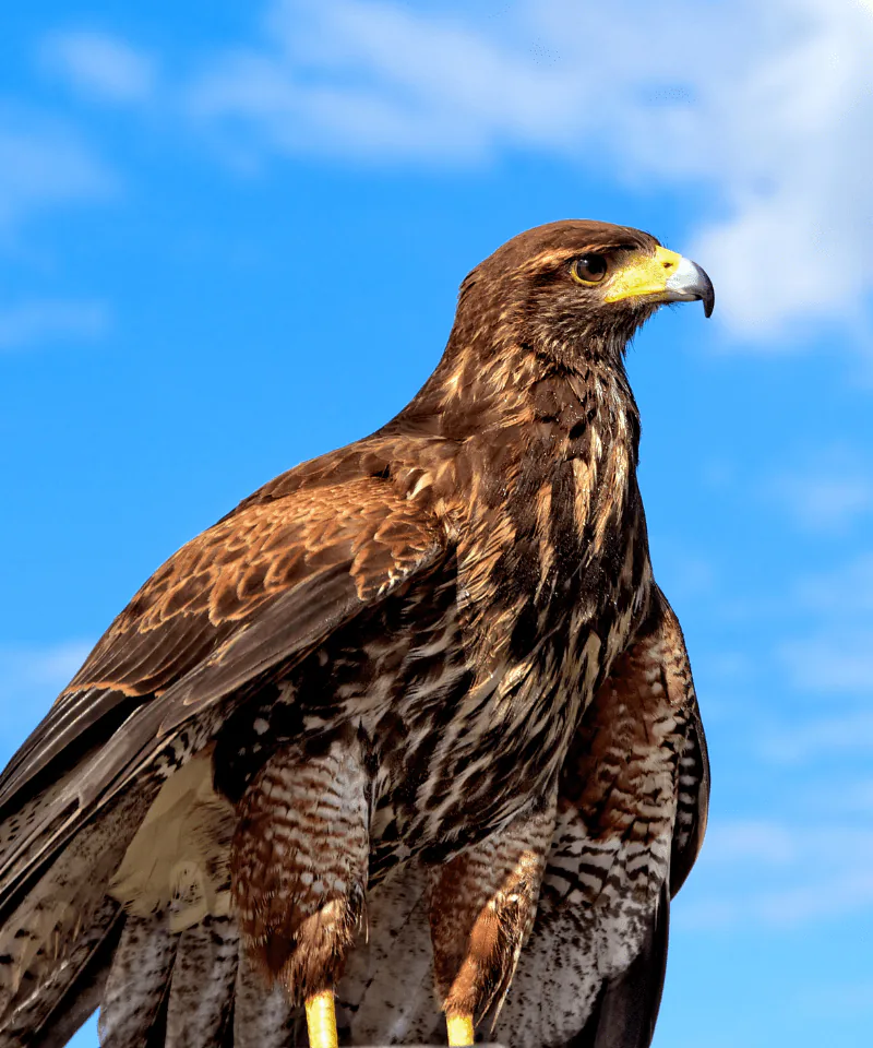 Un’aquila