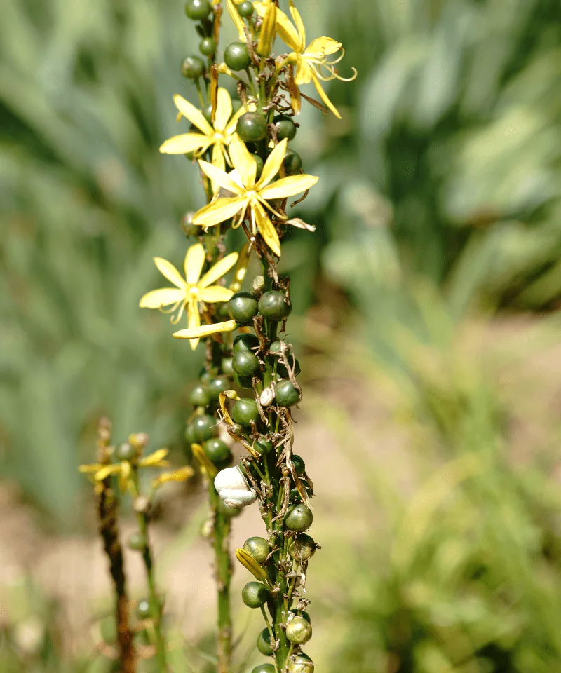 Fiori gialli di asfodelo
