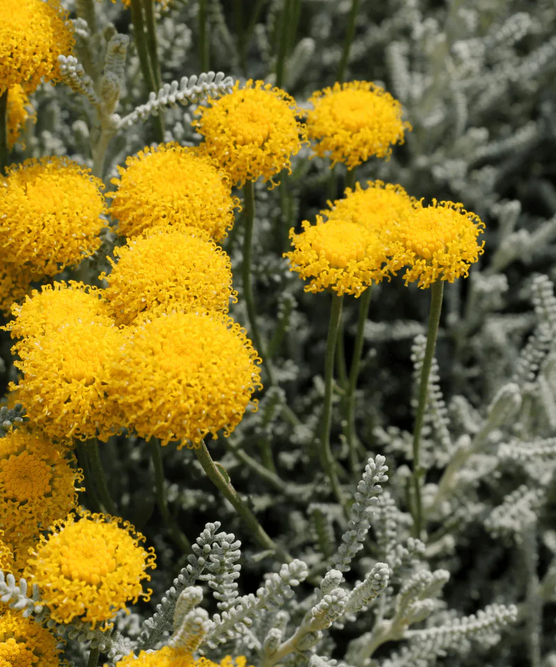 L’elicriso in fiore