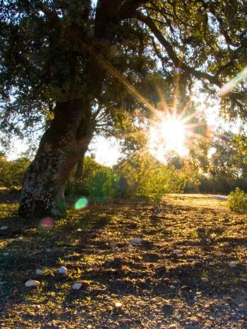 Il sole fra i rami di un leccio
