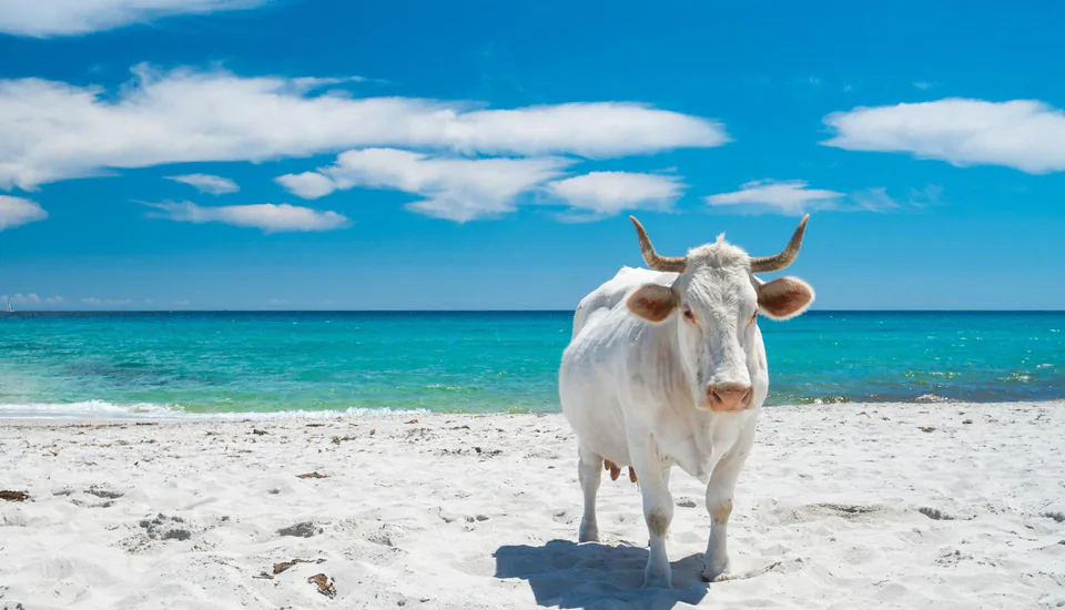 Una mucca bianca sulla spiaggia di Berchida