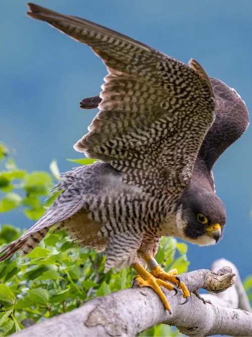 Un falco pellegrino